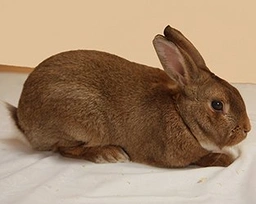 Golden Glavcot Rabbits Breed - Information, Temperament, Size & Price | Pets4Homes