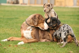 Catahoula Leopard Dog Dogs Breed - Information, Temperament, Size & Price | Pets4Homes