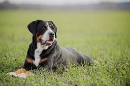 Greater Swiss Mountain Dog Dogs Breed - Information, Temperament, Size & Price | Pets4Homes