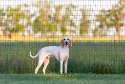 Porcelaine Dogs Razza - Prezzo, Temperamento & Foto | AnnunciAnimali