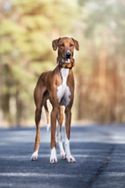 Azawakh Dogs Raza - Características, Fotos & Precio | MundoAnimalia