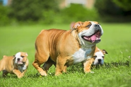English Bulldog Dogs Breed - Information, Temperament, Size & Price | Pets4Homes