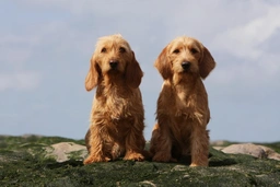 Basset Fauve De Bretagne Dogs Ras: Karakter, Levensduur & Prijs | Puppyplaats