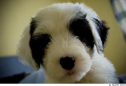 Old English Sheepdog Dogs Ras: Karakter, Levensduur & Prijs | Puppyplaats