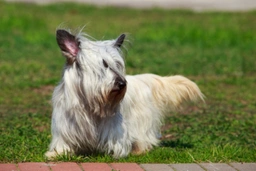 Skye Terrier Dogs Breed - Information, Temperament, Size & Price | Pets4Homes