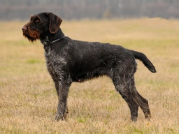 German Wirehaired Pointer Dogs Breed - Information, Temperament, Size & Price | Lancaster Puppies
