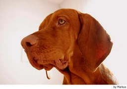 Vizsla korthaar Dogs Ras: Karakter, Levensduur & Prijs | Puppyplaats