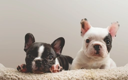 French Bulldog Dogs Breed - Information, Temperament, Size & Price | Lancaster Puppies