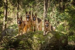 German Shepherd Dogs Breed - Information, Temperament, Size & Price | Pets4Homes