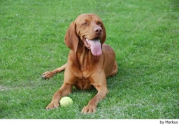 Vizsla korthaar Dogs Ras: Karakter, Levensduur & Prijs | Puppyplaats