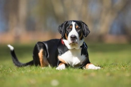 Greater Swiss Mountain Dog Dogs Breed - Information, Temperament, Size & Price | Pets4Homes