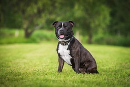 Staffordshire Bull Terrier Dogs Breed - Information, Temperament, Size & Price | Pets4Homes