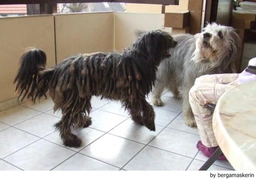 Bergamasco Dogs Breed - Information, Temperament, Size & Price | Lancaster Puppies