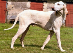 Billy Dogs Raza - Características, Fotos & Precio | MundoAnimalia