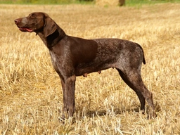 German Shorthaired Pointer Dogs Breed - Information, Temperament, Size & Price | Lancaster Puppies