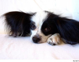 Vlinderhondje Dogs Ras: Karakter, Levensduur & Prijs | Puppyplaats