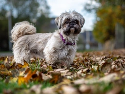 Shih Tzu Dogs Breed - Information, Temperament, Size & Price | Pets4Homes