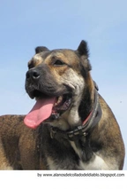 Alano Español Dogs Raza - Características, Fotos & Precio | MundoAnimalia