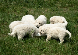Kuvasz  Dogs Ras: Karakter, Levensduur & Prijs | Puppyplaats