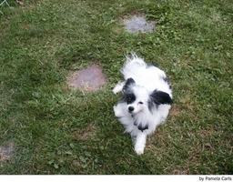 Vlinderhondje Dogs Ras: Karakter, Levensduur & Prijs | Puppyplaats