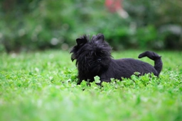 Affenpinscher Dogs Breed - Information, Temperament, Size & Price | Pets4Homes