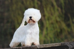 West Highland Terrier Dogs Breed - Information, Temperament, Size & Price | Pets4Homes
