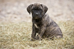 Presa Canario Dogs Breed - Information, Temperament, Size & Price | Pets4Homes