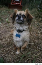 Vlinderhondje Dogs Ras: Karakter, Levensduur & Prijs | Puppyplaats