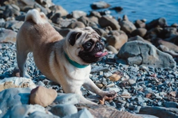 Pug Dogs Breed - Information, Temperament, Size & Price | Pets4Homes