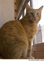 Europeo de Pelo Corto Cats Raza - Características, Fotos & Precio | MundoAnimalia