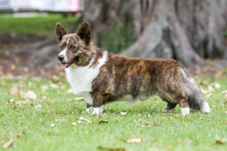 Welsh Corgi Cardigan Dogs Breed - Information, Temperament, Size & Price | Lancaster Puppies