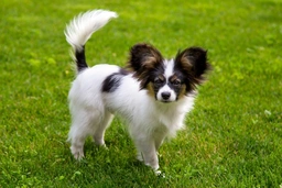 Epagneul Nano Continentale Dogs Razza - Prezzo, Temperamento & Foto | AnnunciAnimali