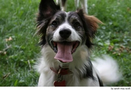 Vlinderhondje Dogs Ras: Karakter, Levensduur & Prijs | Puppyplaats