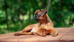 Petit Brabancon Dogs Ras: Karakter, Levensduur & Prijs | Puppyplaats