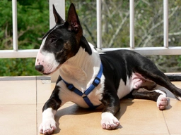 Bull terrier Dogs Razza - Prezzo, Temperamento & Foto | AnnunciAnimali