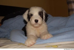 Old English Sheepdog Dogs Ras: Karakter, Levensduur & Prijs | Puppyplaats