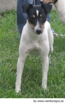 Ratonero Bodeguero Andaluz Dogs Raza - Características, Fotos & Precio | MundoAnimalia