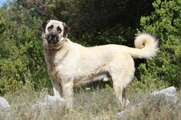 Anatolische Herdershond Dogs Ras: Karakter, Levensduur & Prijs | Puppyplaats