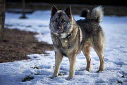 Norwegian Elkhound Dogs Breed - Information, Temperament, Size & Price | Lancaster Puppies