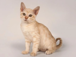 Australian Mist Cats Razza - Prezzo, Temperamento & Foto | AnnunciAnimali
