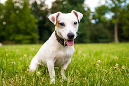 Jack Russell Terrier Dogs Raza - Características, Fotos & Precio | MundoAnimalia