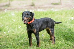 Jagdterrier Dogs Breed - Information, Temperament, Size & Price | Pets4Homes