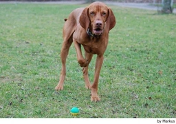 Vizsla korthaar Dogs Ras: Karakter, Levensduur & Prijs | Puppyplaats