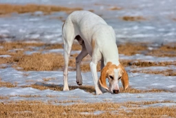 Porcelaine Dogs Razza - Prezzo, Temperamento & Foto | AnnunciAnimali