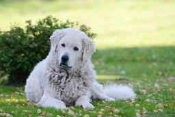 Kuvasz  Dogs Ras: Karakter, Levensduur & Prijs | Puppyplaats