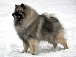 Keeshond Dogs Breed - Information, Temperament, Size & Price | Pets4Homes