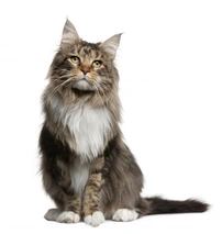 Maine Coon Cats Razza - Prezzo, Temperamento & Foto | AnnunciAnimali