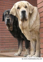 Mastín Español Dogs Raza - Características, Fotos & Precio | MundoAnimalia