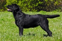 Labrador Retriever Dogs Raza - Características, Fotos & Precio | MundoAnimalia