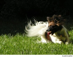 Vlinderhondje Dogs Ras: Karakter, Levensduur & Prijs | Puppyplaats
